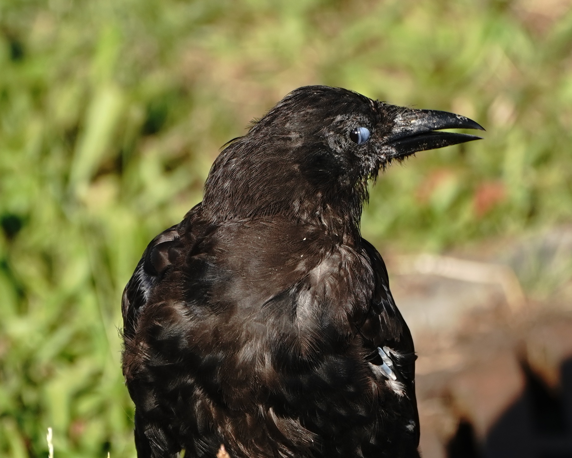 Crow