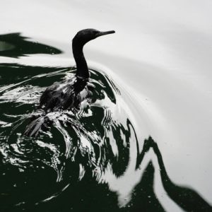 Pelagic Cormorant