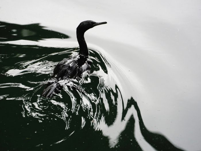 Pelagic Cormorant