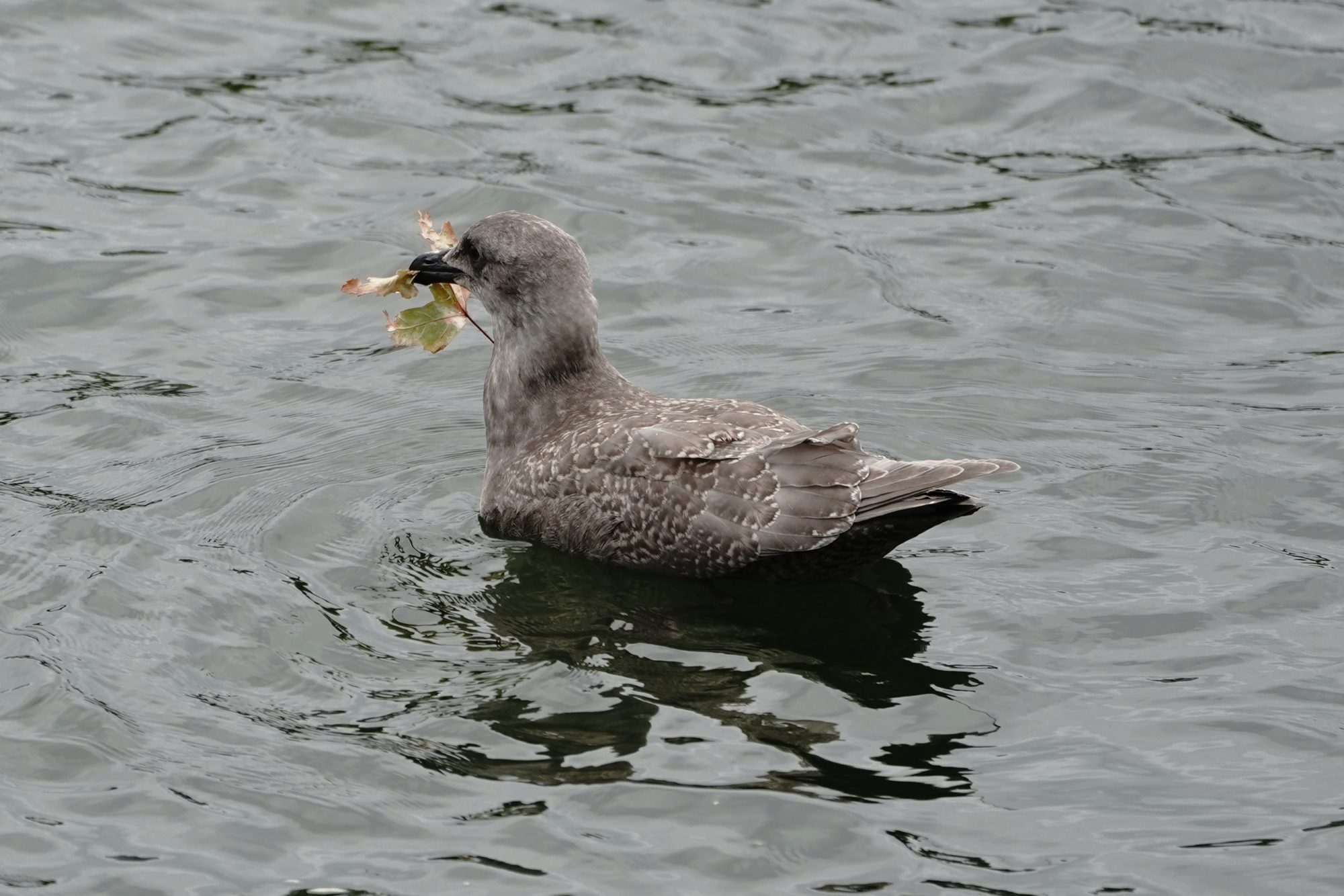 Seagull with leaf
