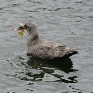 Seagull with leaf