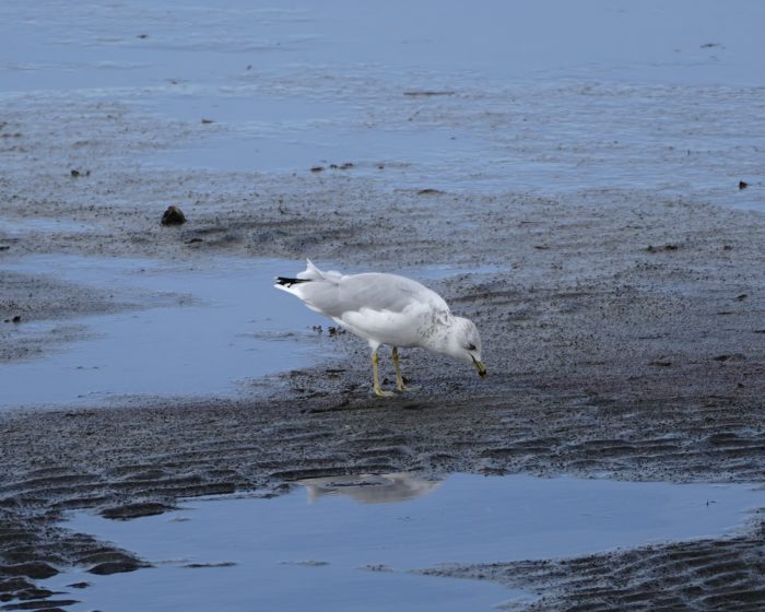 Ring-billed Gull