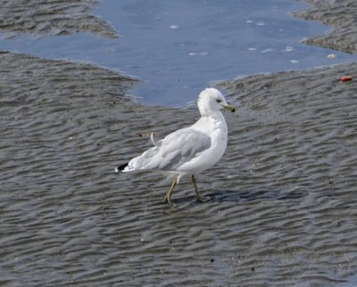 Ring-billed Gull