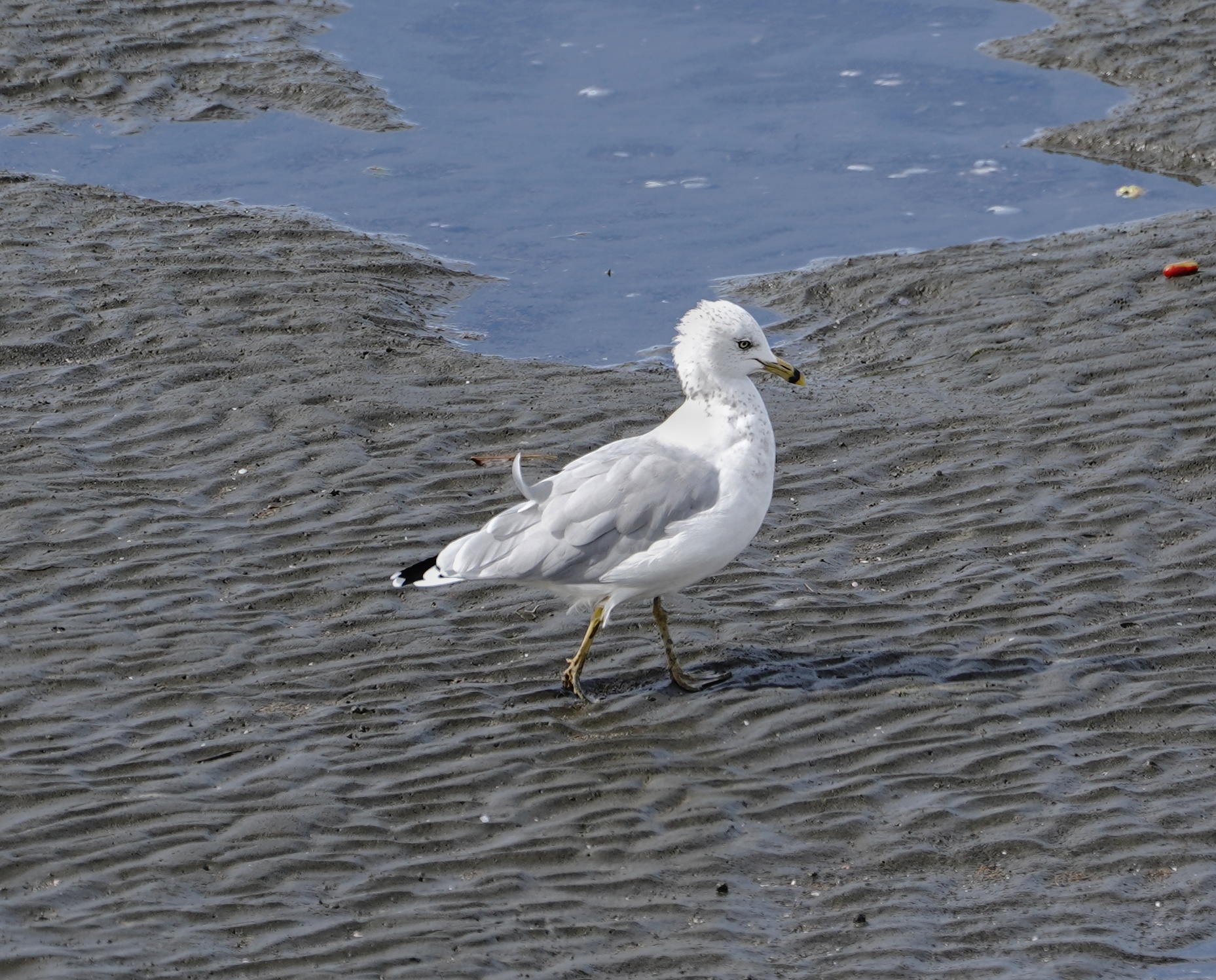 Ring-billed Gull