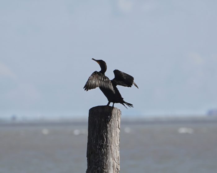 Double-crested Cormorant