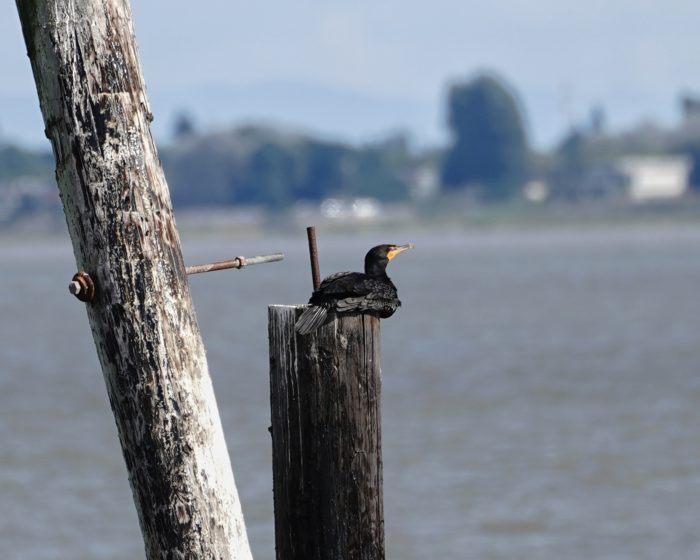 Double-crested Cormorant