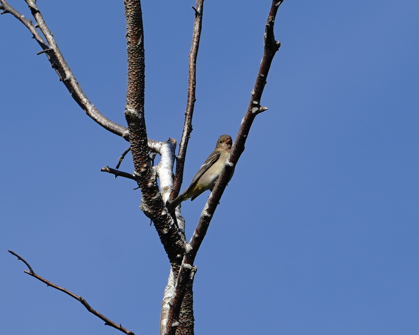 Western Tanager