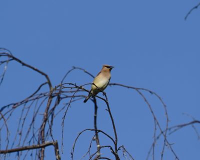 Cedar Waxwing