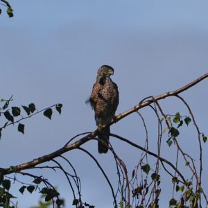 Cooper's Hawk