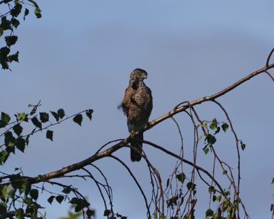 Cooper's Hawk