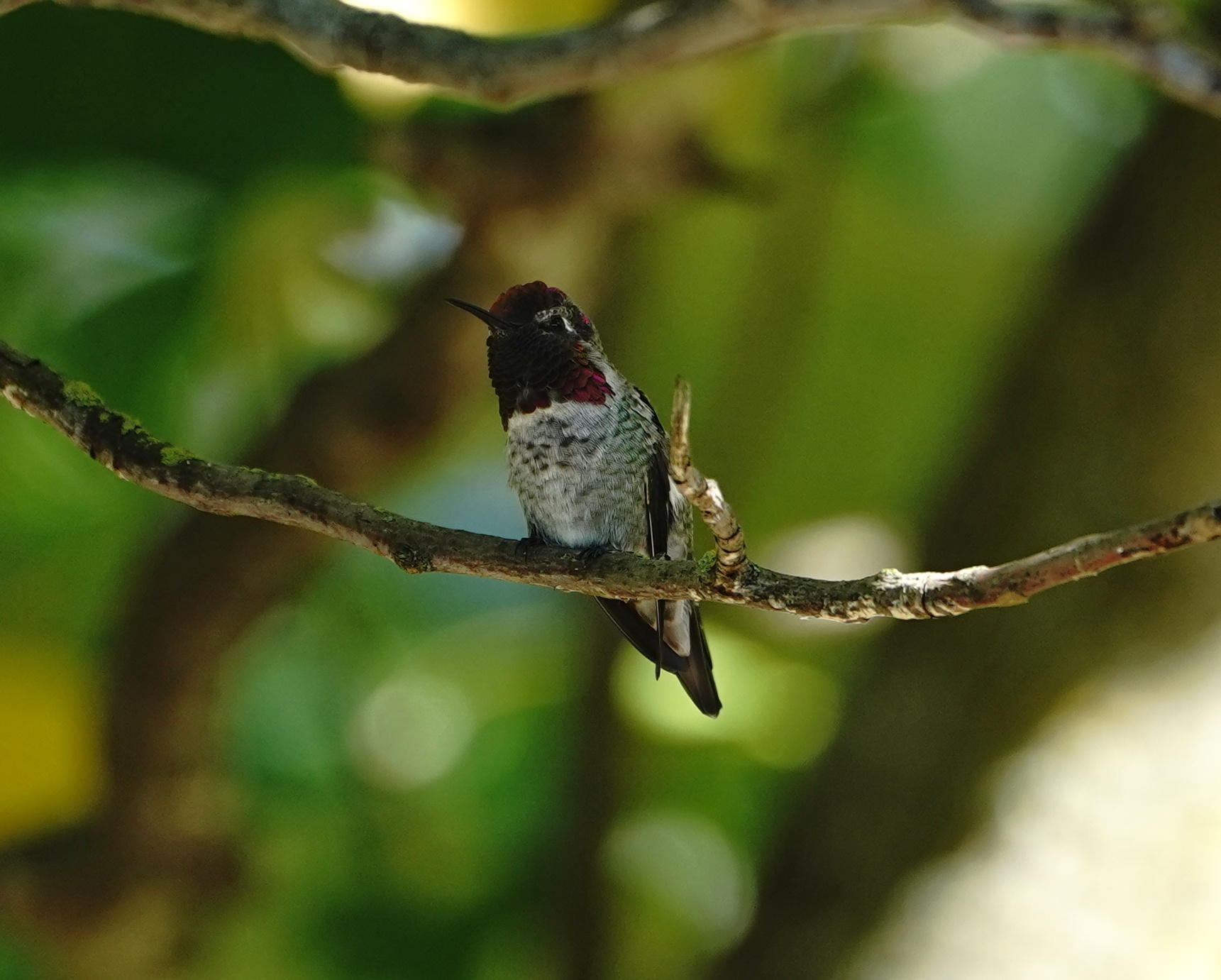 Anna's Hummingbird