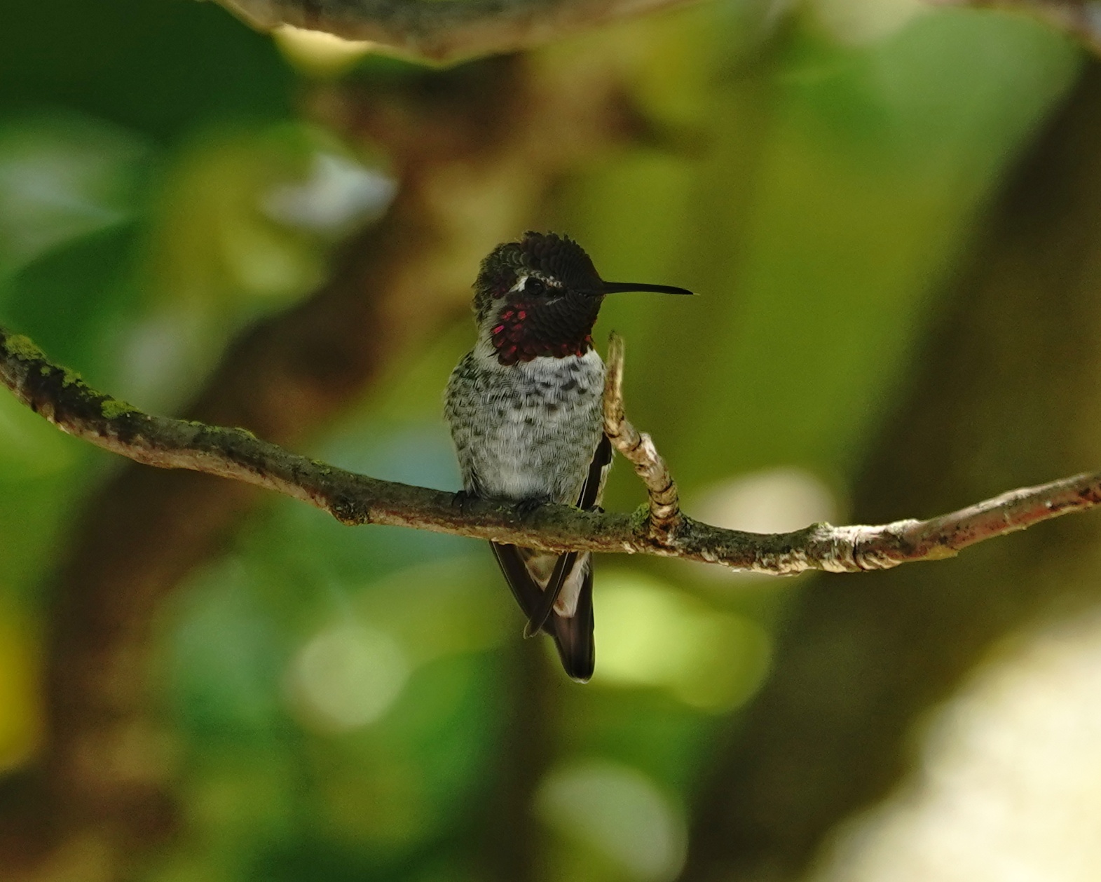 Anna's Hummingbird