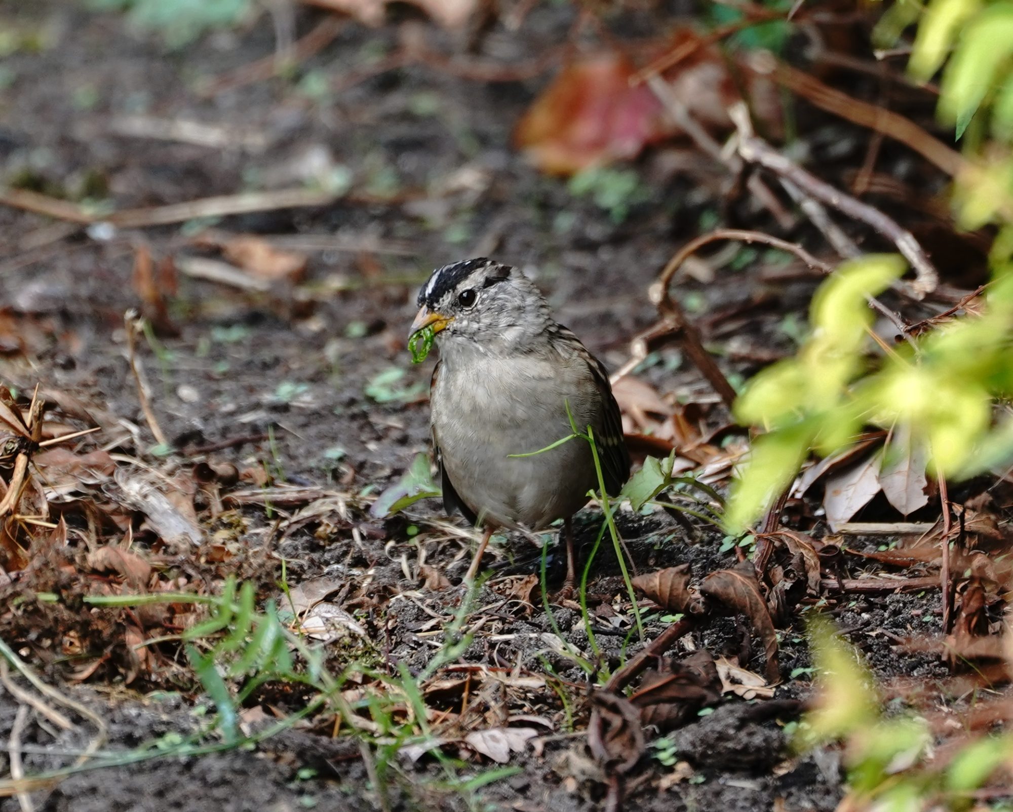 White-crowned Sparrow