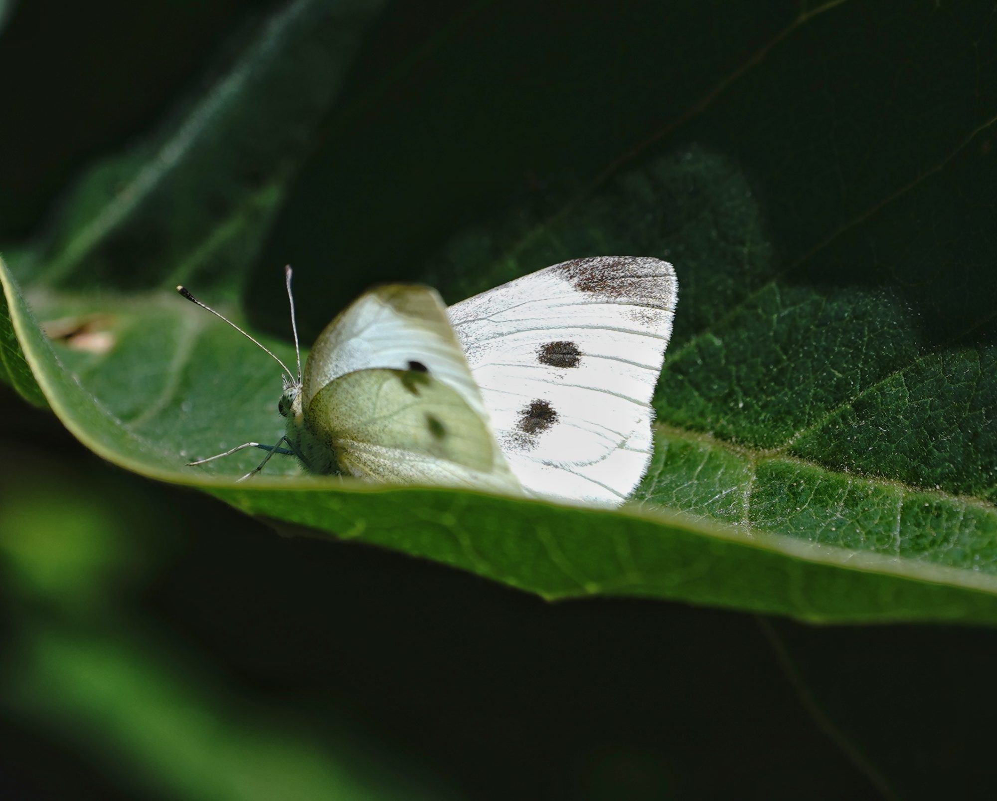 Cabbage white moth