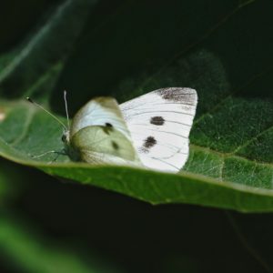 Cabbage white moth