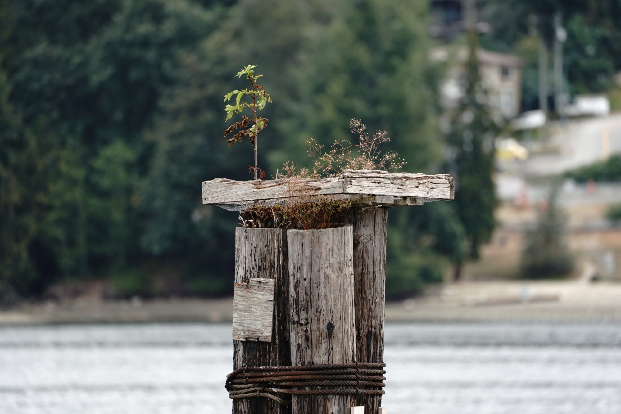 Tree on bird houses