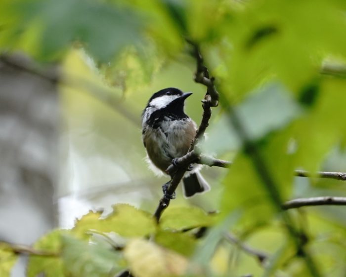 Black-capped Chickadee