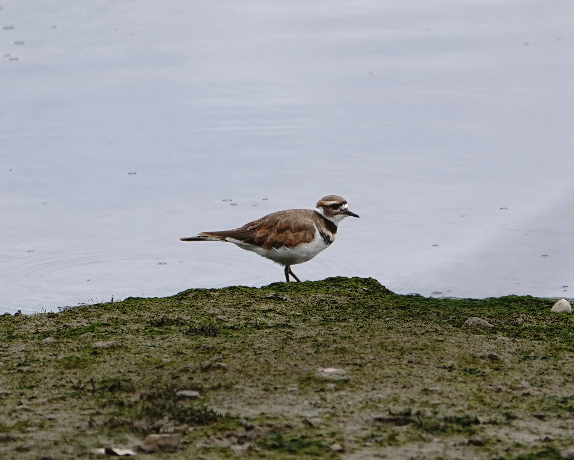 Killdeer