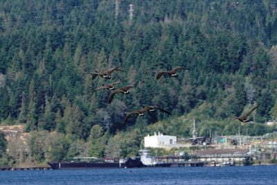 Canada Geese in flight