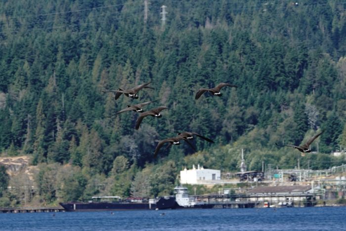 Canada Geese in flight