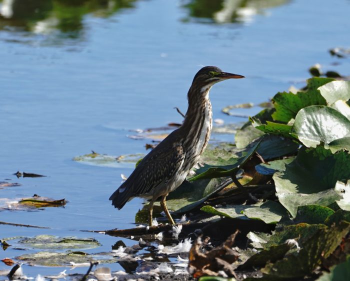 Green Heron