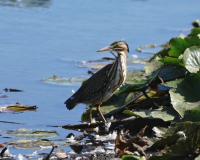 Gren Heron