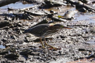 Green Heron