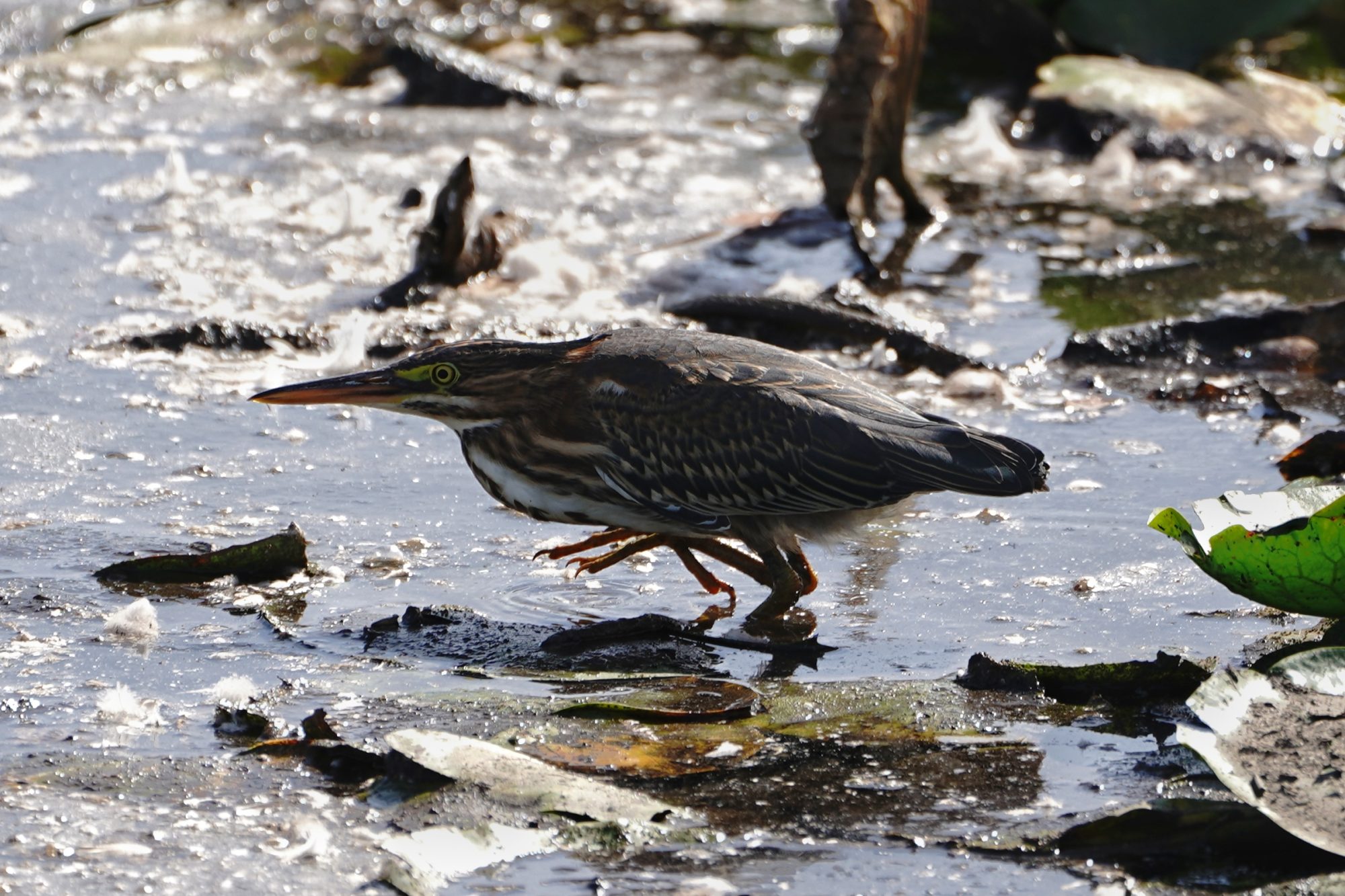 Green Heron