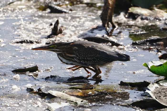 Green Heron