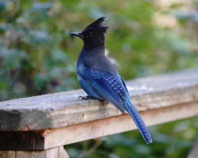 Steller's Jay