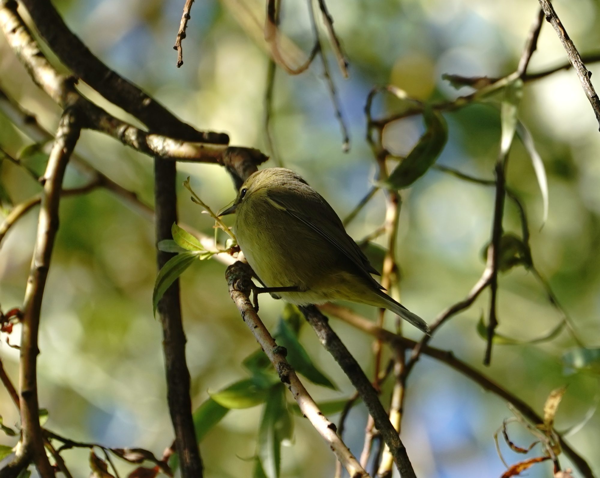 Orange-crowned Warbler