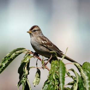 Juvenile White-crowned Sparrow