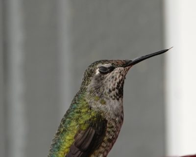 Anna's Hummingbird