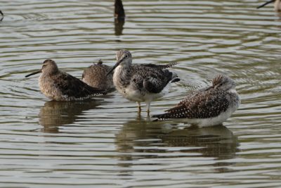 Greater Yellowlegs