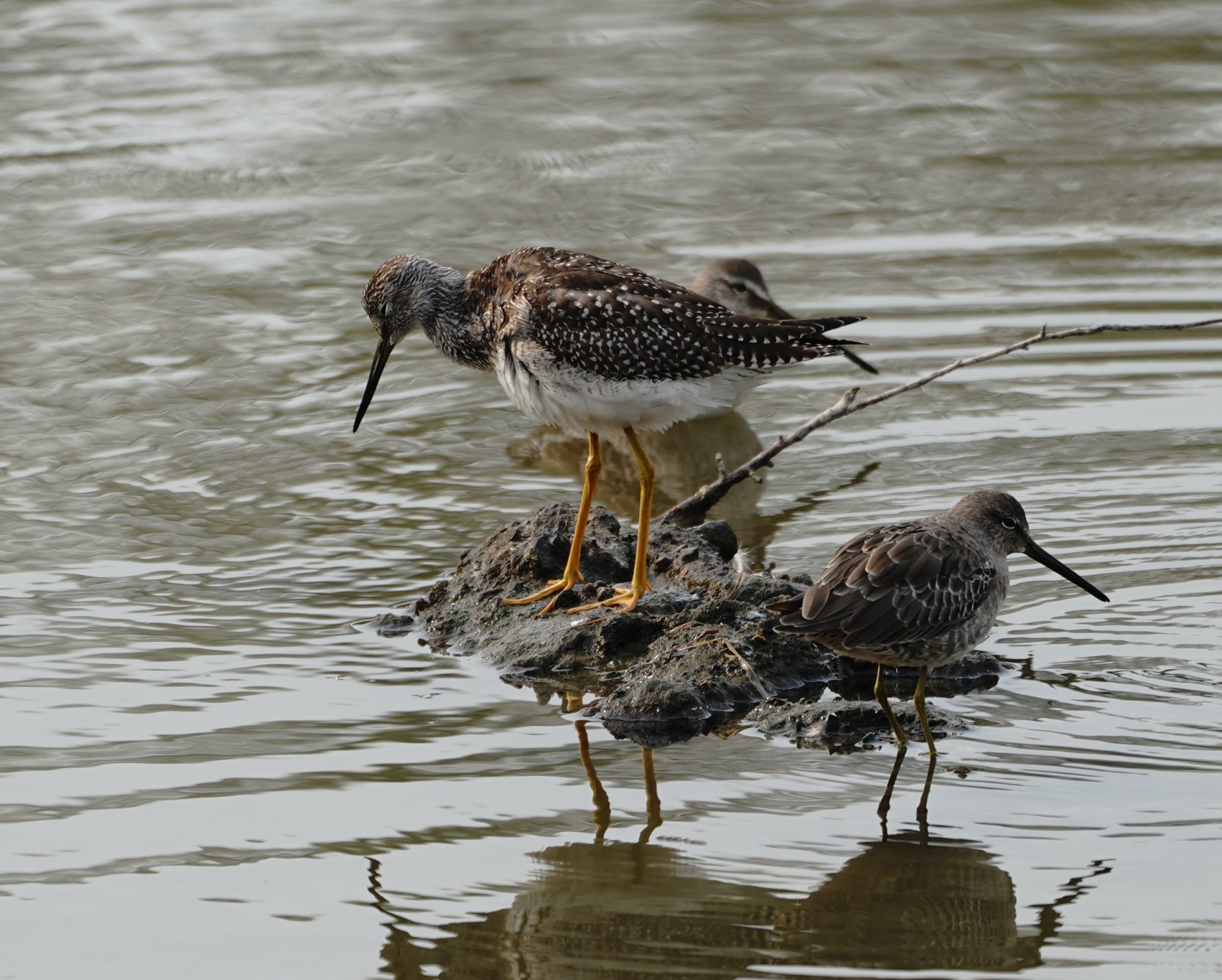 Greater Yellowlegs
