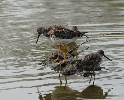 Greater Yellowlegs