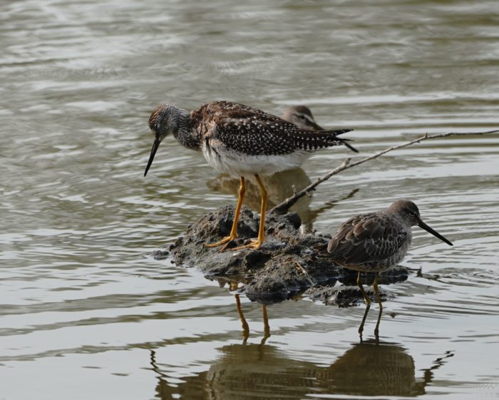 Greater Yellowlegs