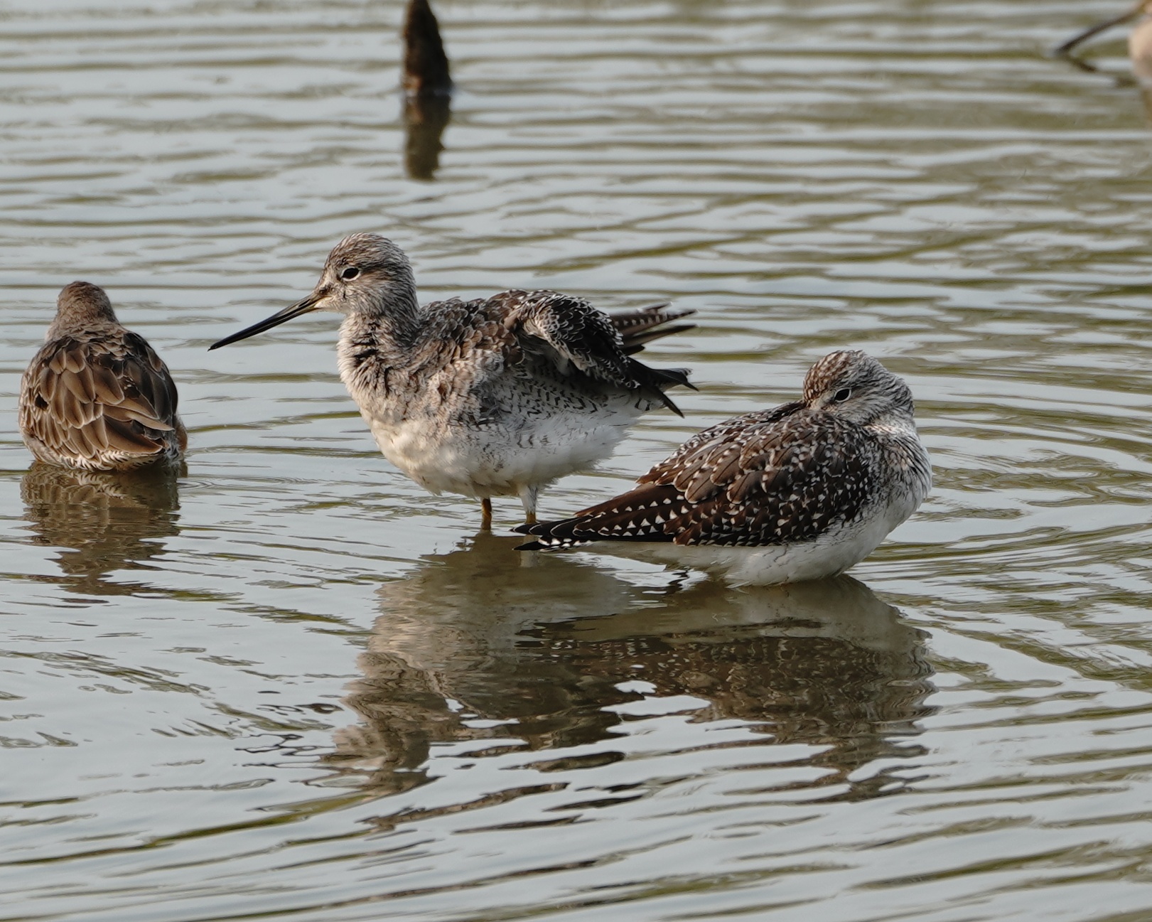 Greater Yellowlegs