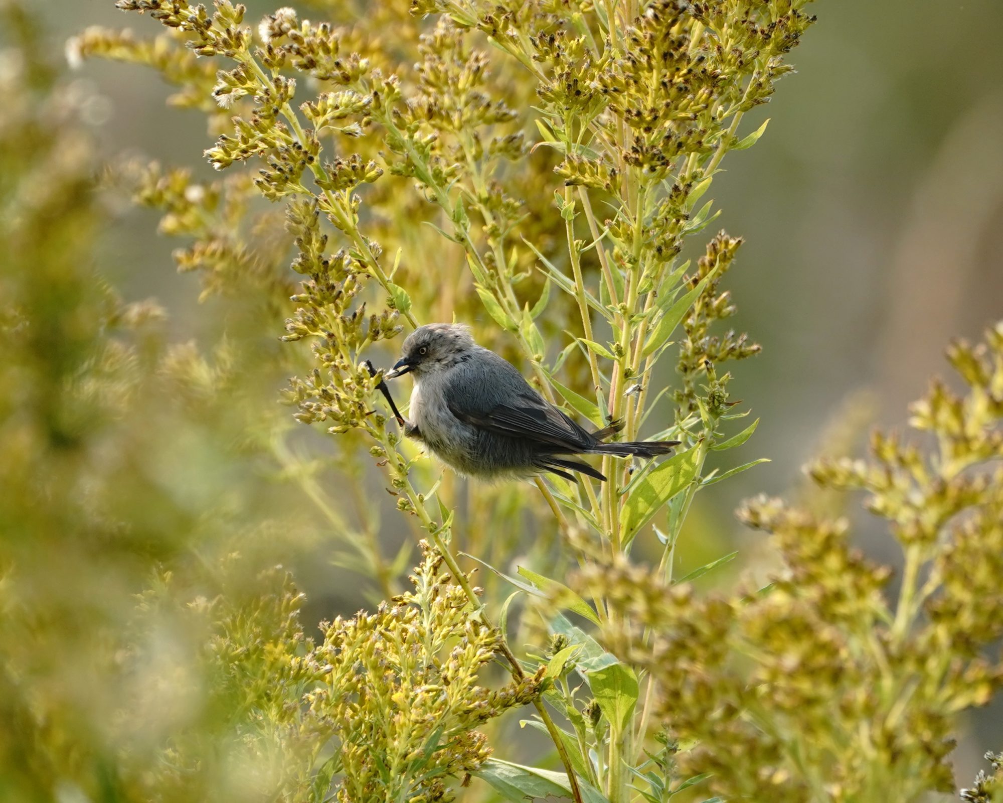 Bushtit