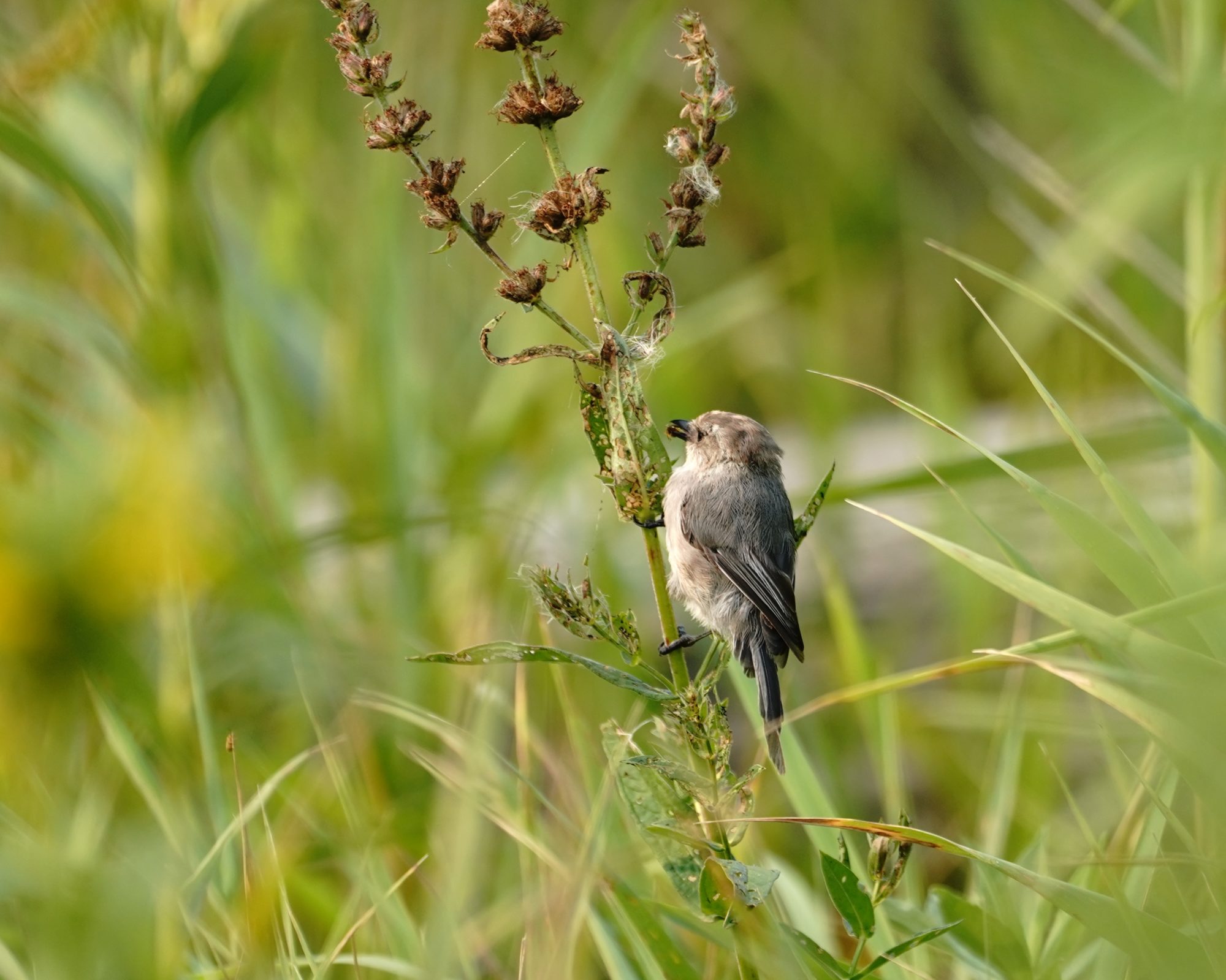 Bushtit