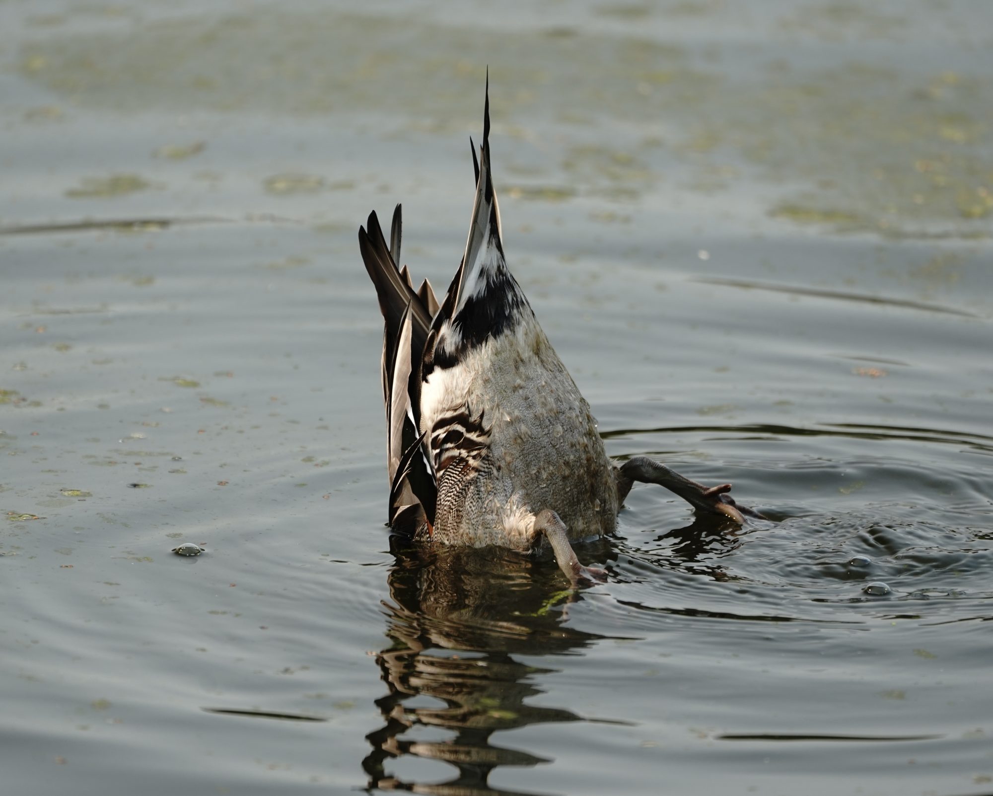 Northern Pintail butt