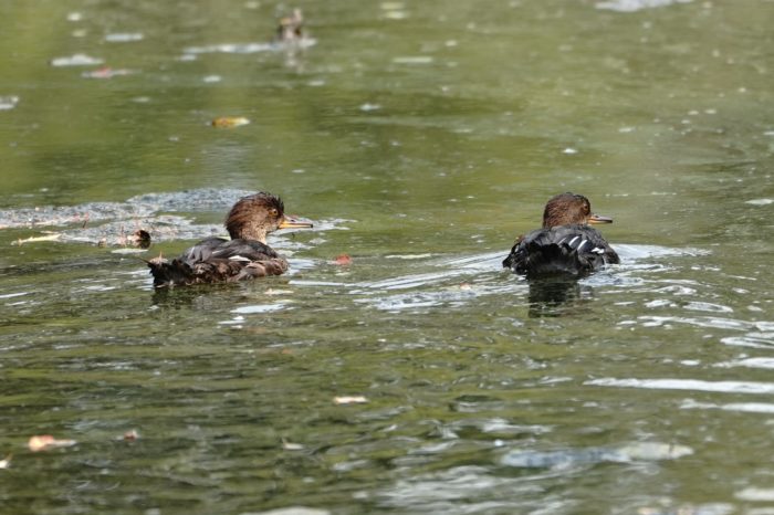 Hooded Mergansers