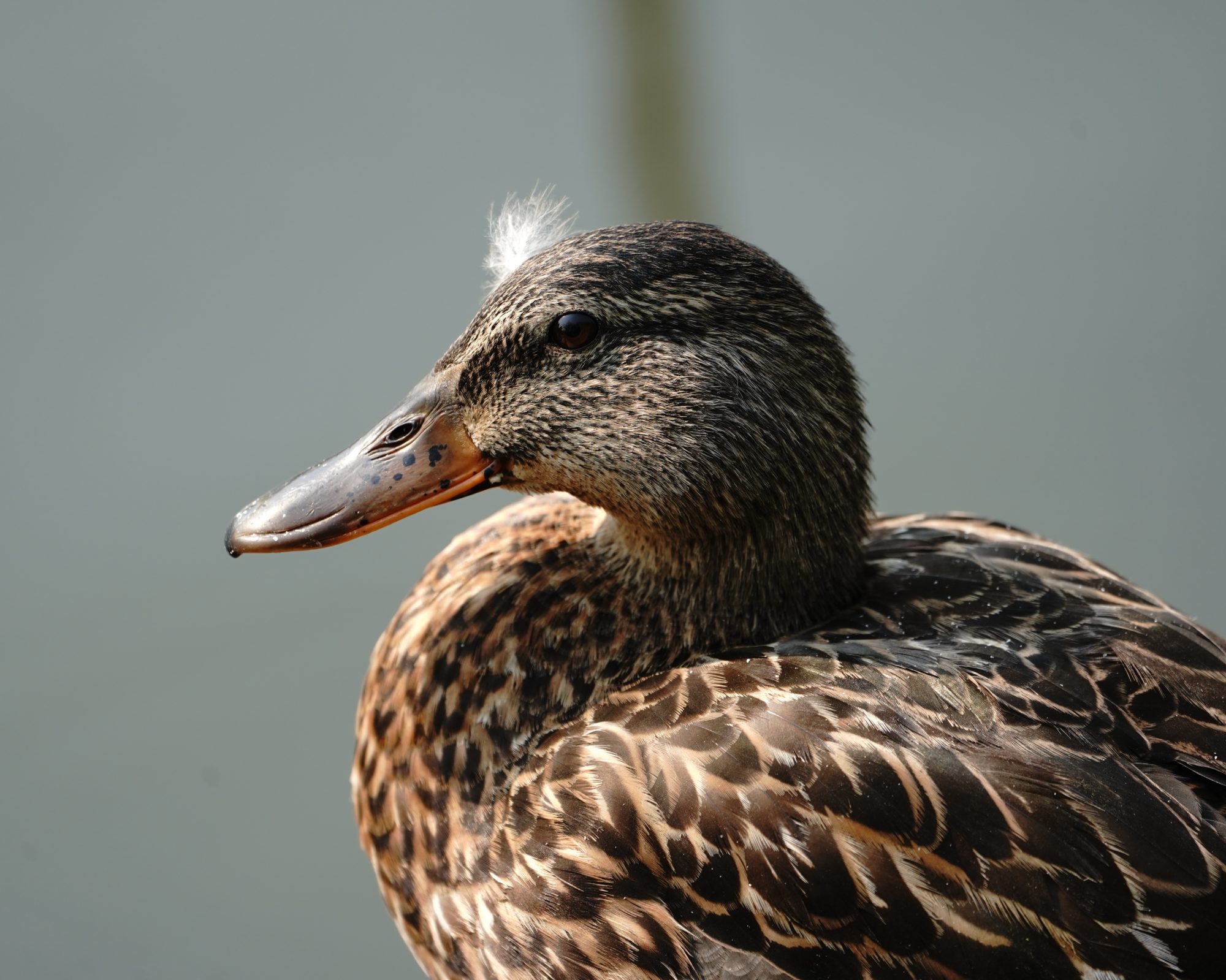 Mallard duck female