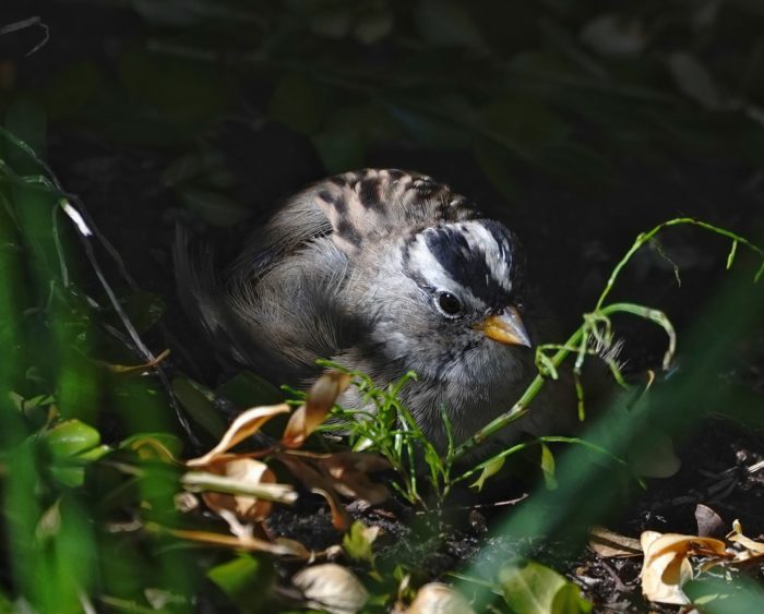 White-crowned Sparrow