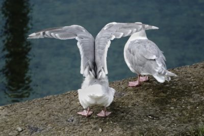 Seagull stretching