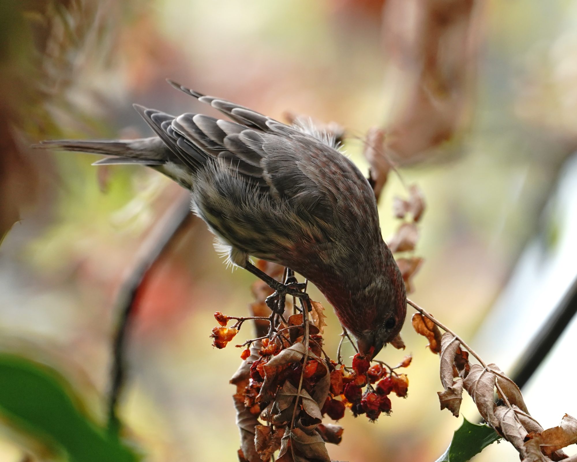 House Finch