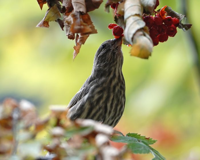 House Finch