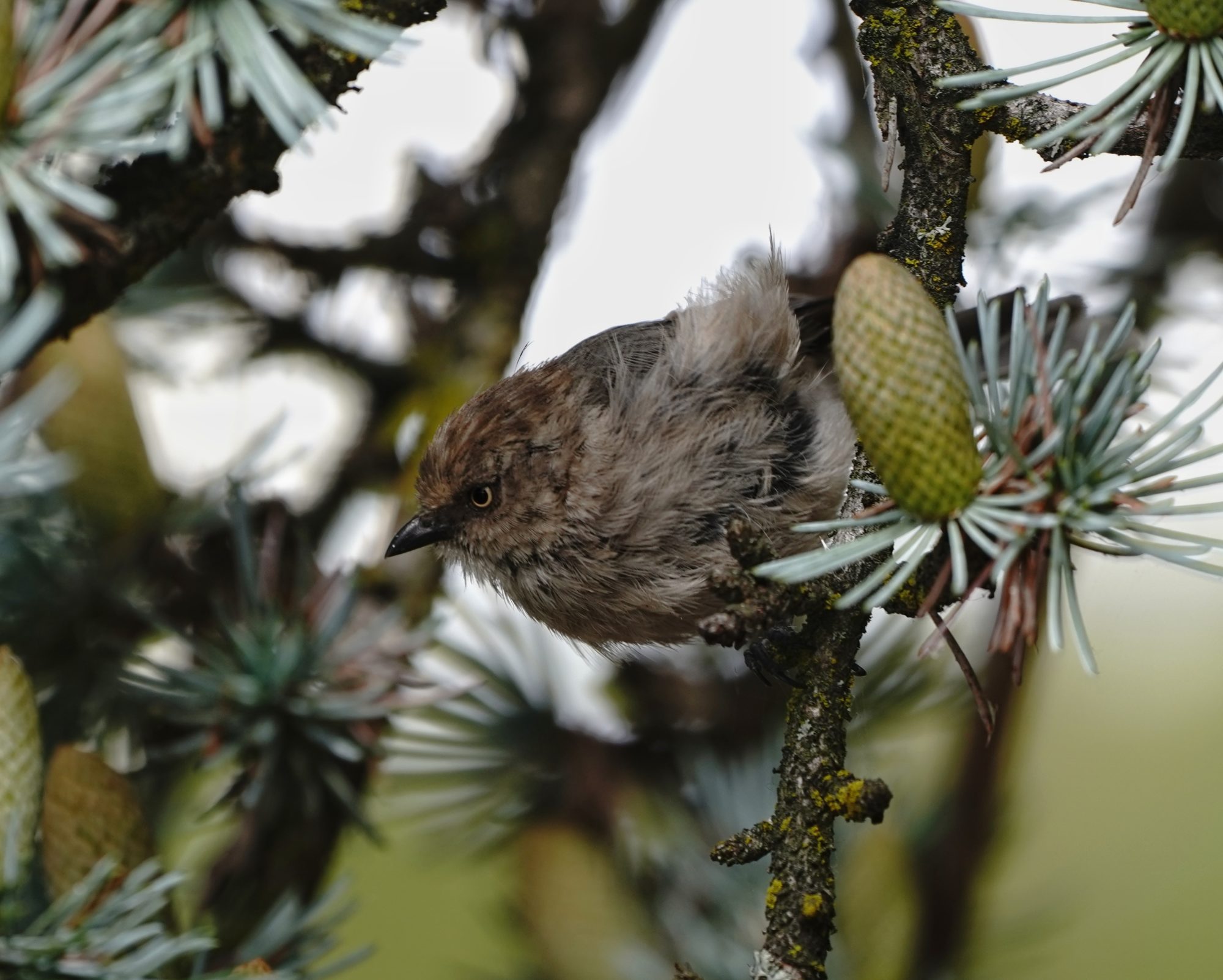 Bushtit