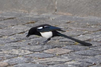 Magpie