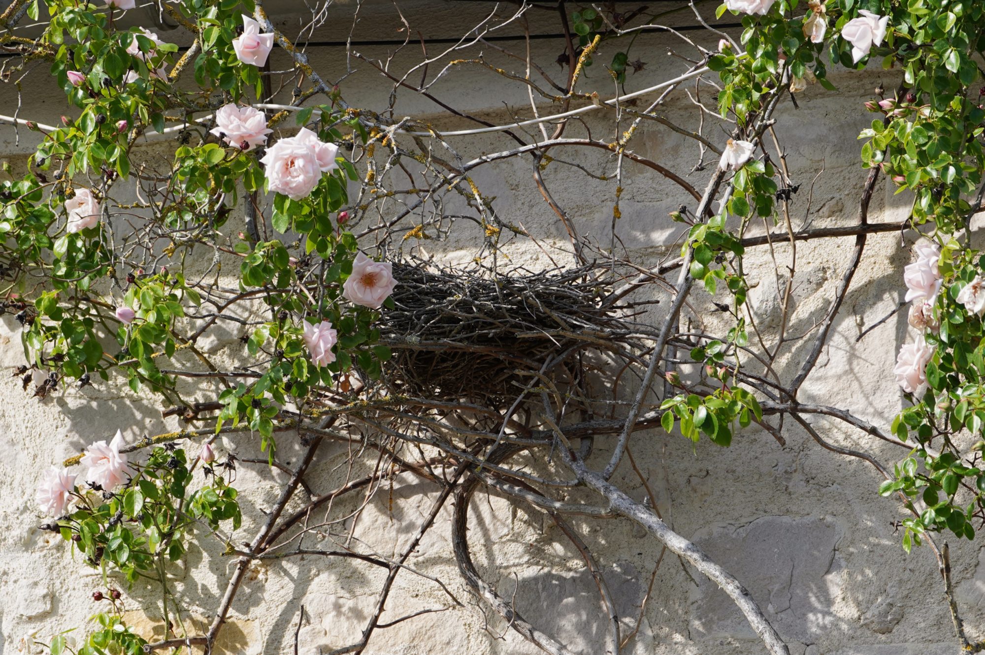 A nest